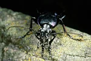 Carabus: Violet Ground Beetle - face view