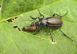 Carabus: Violet Ground Beetle - feeding on 'leatherjacketI