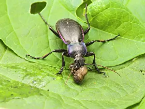 Carabus: Violet Ground Beetle - feeding on 'leatherjacketI