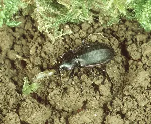 Attacks: Violet ground beetle with prey