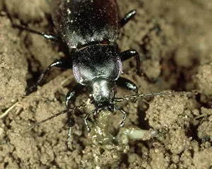 Attacks: Violet ground beetle with prey