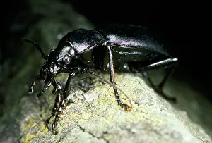 Carabus: Violet Ground Beetle - on tree branch