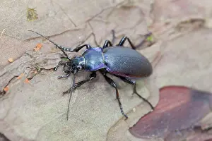 Carabus: Violet Ground Beetle - on wood