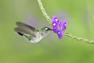 Ecuadoran: Violet-headed hummingbird
