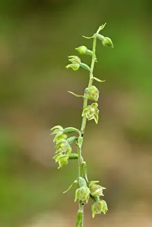 Epipactis: Violet Helleborine