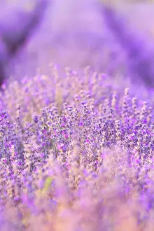 Lavender: Violet purple lavender field close-up. Flowers selective