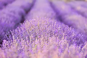 Lavender: Violet purple lavender field close-up. Flowers selective