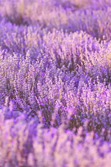 Lavender: Violet purple lavender field close up. Flowers in