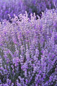 Lavender: Violet purple lavender field close up. Flowers in