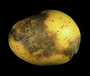 Purpureum: Violet root rot