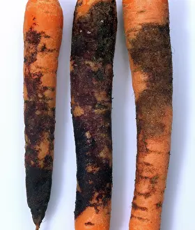 Root: Violet root rot