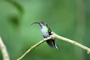 Hemileucurus: Violet Sabrewing