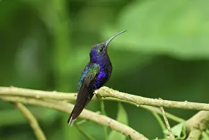Hemileucurus: Violet Sabrewing