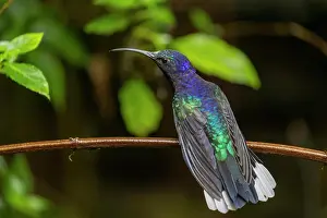 Hemileucurus: Violet Sabrewing (Campylopterus hemileucurus) or