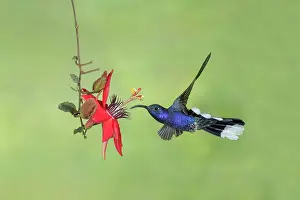Hemileucurus: Violet Sabrewing Campylopterus hemileucurus feeding A