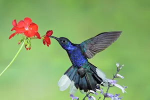 Hemileucurus: Violet Sabrewing Campylopterus hemileucurus feeding A