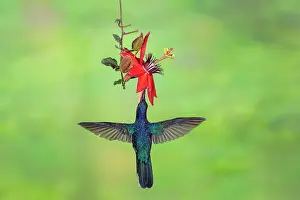 240517: Violet Sabrewing Campylopterus hemileucurus feeding A