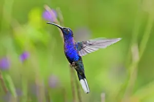Hemileucurus: Violet Sabrewing Hummingbird