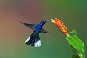 Hemileucurus: Violet Sabrewing Hummingbird