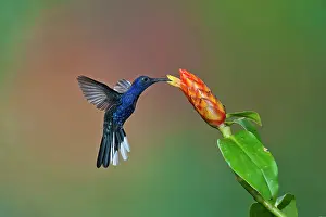 Hemileucurus: Violet Sabrewing Hummingbird