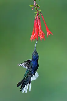 Hemileucurus: Violet Sabrewing Hummingbird