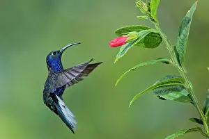 Hemileucurus: Violet Sabrewing Hummingbird