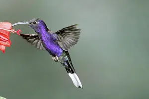 Hemileucurus: Violet Sabrewing Hummingbird