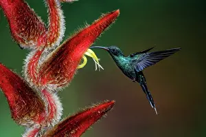 Heliconia: Violet Sabrewing Hummingbird
