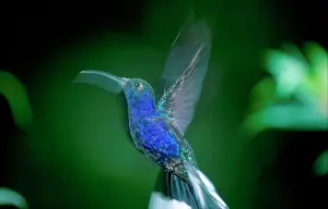 Hans D Dossenbach: Violet Sabrewing Hummingbird - In flight