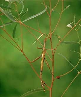 Eucalypt: Violet stick insect (Didymuria violescens) feeds
