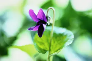 Smell: Violet, Sweet Violet