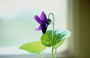 Smell: Violet, Sweet Violet
