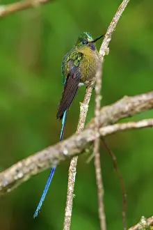 Coelestis: Violet-tailed Sylph