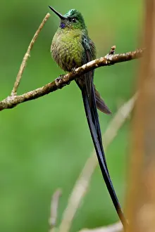 Tandayapa: Violet-tailed Sylph