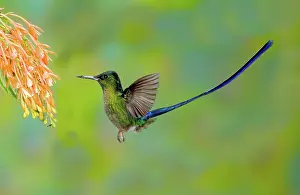 Coelestis: Violet-tailed Sylph