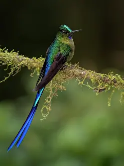 Nectarivores: Violet-tailed Sylph (Aglaiocercus coelestis), male, Ecuador