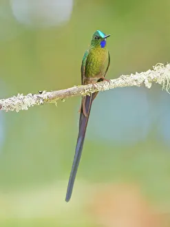 Coelestis: Violet Tailed Sylph Aglaiocercus coelestis Ecuad