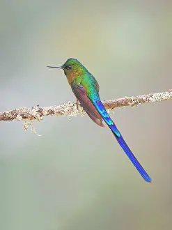Coelestis: Violet Tailed Sylph Aglaiocercus coelestis Ecuad