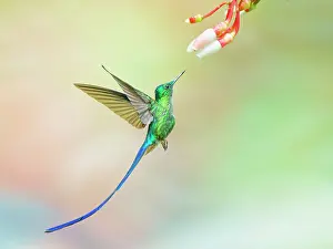 Coelestis: Violet Tailed Sylph - feeding at flower Aglaioce