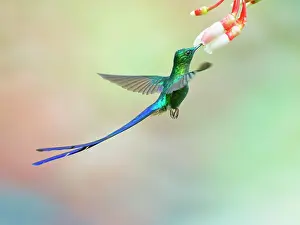 Coelestis: Violet Tailed Sylph - feeding at flower Aglaioce