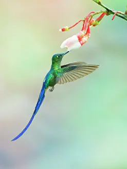 Coelestis: Violet Tailed Sylph - feeding at flower Aglaioce