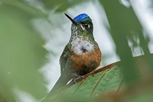 Sylph: Violet-tailed Sylph, female, hummingbird, Las Tangaras