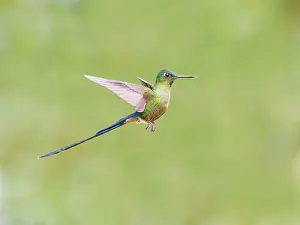 Coelestis: Violet Tailed Sylph - in flight Aglaiocercus coe