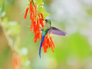 Hanging: Violet Tailed Sylph - hanging from flowers Aglai