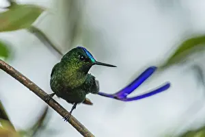 Sylph: Violet-tailed Sylph, male, hummingbird, Las Tangaras