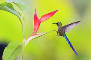 Ecuador: Violet-tailed sylph, a vividly stunning hummingbird