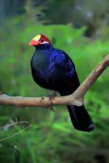 Violacea: Violet turaco (Musophaga violacea), adult, on tree