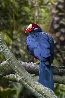 Eater: Violet turaco, violaceous plantain eater (Musophaga