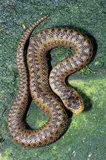 Berus: Viper / Adder - Belgium