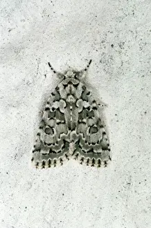 D. W. Greenslade: Viper Burgloss Moth